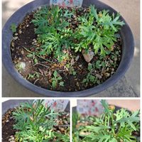 ビデンス,ニゲラ,チョコレートコスモス,マーガレットストロベリーホイップ,ステキ☆の画像