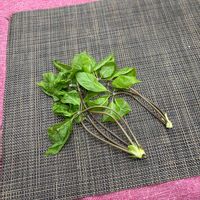 コシアブラの画像