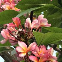 プルメリアの画像