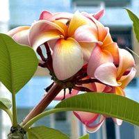 プルメリアの画像