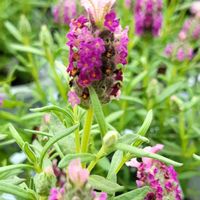 アルストロメリア,スターチス,ヒペリカム,フレンチラベンダー,スプレーカーネーションの画像