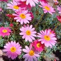 サルビア,シバザクラ,シバザクラ,ブラキカム,ブラキカムの画像