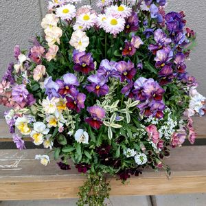 ビオラ,寄せ植え,ハンギングバスケットの画像