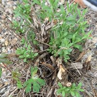 ラベンダー,ラベンダー,イングリッシュラベンダー,ハーブ,いい香りの画像