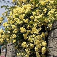 バラ,モッコウバラ,地植え,ネコ好き,花のある暮らしの画像