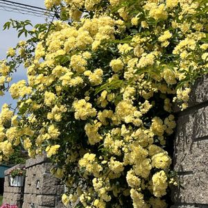 バラ,モッコウバラ,地植え,ネコ好き,花のある暮らしの画像