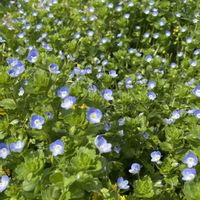 オオイヌノフグリ,オオイヌノフグリ,高麗芝,高麗芝,高麗芝の画像
