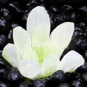 ハオルチア,多肉植物,ハオルチア属,多肉大好き,植物育成ライトの画像