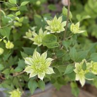 クレマチス,スモークツリー,ラナンキュラス　ラックス,ラナンキュラス　ラックス,クレマチスベルオブウォーキングの画像