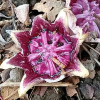 ハラン,ウラシマソウの画像