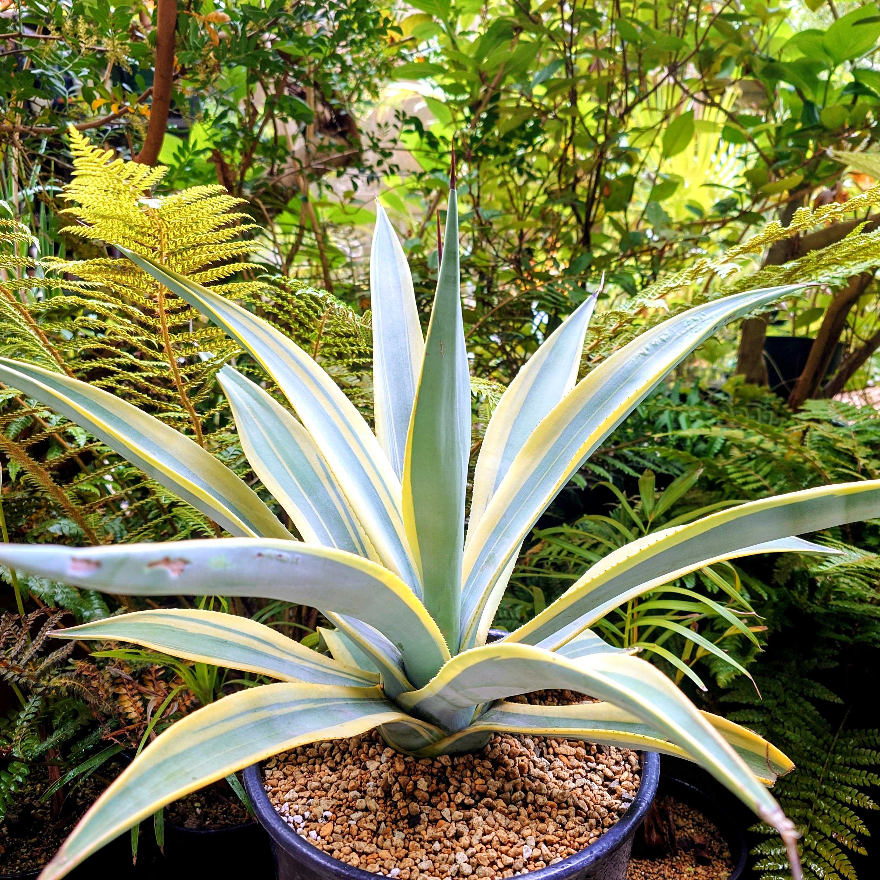 agave horrida 白中斑 アガベ 多肉植物 チタノタ ホリダ Agave plants