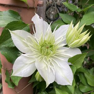 クレマチス,花芽,花のある暮らし,植物のある暮らし,おうち園芸の画像