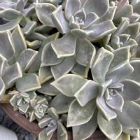 朧月,朧月,多肉植物の画像