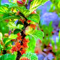 ユスラウメの画像