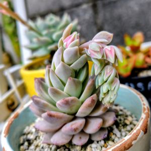 アメイジング・グレイス,多肉植物,大好き,お気に入り♡,発見の画像