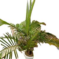 アレカヤシ,あれかやし,アレカヤシ！の画像