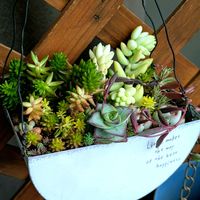 多肉植物,セダム寄せ植え,もりもり多肉,緑のある暮らし,セダム大好きの画像