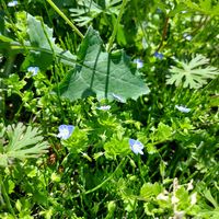 オオイヌノフグリの画像