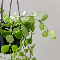 ディスキディア,ディスキディア・ハートジュエリー,観葉植物,植物のある暮らし,みどりのある暮らしの画像