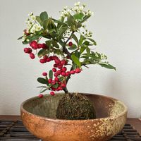 ピラカンサ,花のある暮らし,小さな庭,玄関アプローチ,庭の画像