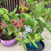 スイカズラの画像