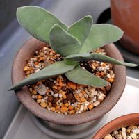 神刀,多肉植物,ベランダの画像