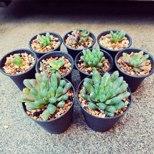 ハオルチア,多肉植物,花芽,ハオルチア属,株わけの画像