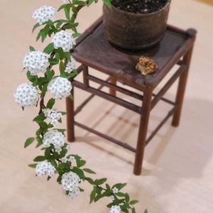 コデマリ,小手毬（こでまり）,小手毬（こでまり）,盆栽,和風の画像