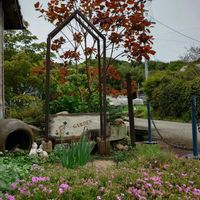 スモークツリー,芝桜,うらにわの画像