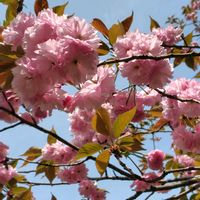 カリン,ハナズオウ,サトザクラ,カンザン,GSに感謝。の画像