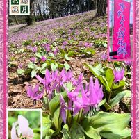 カタクリ,シロバナカタクリ,桜,山野草,スプリングエフェメラルの画像