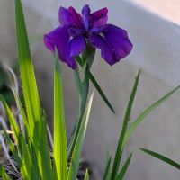 ジャーマンアイリス,ジャーマンアイリス,ハナショウブ,ハナショウブ,ダッチアイリスの画像