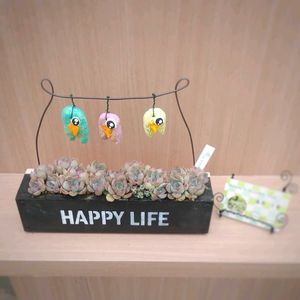 ミルクアンドハニー,エケベリアミルクアンドハニー,軒下の画像