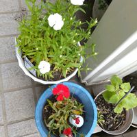 セキチクの画像