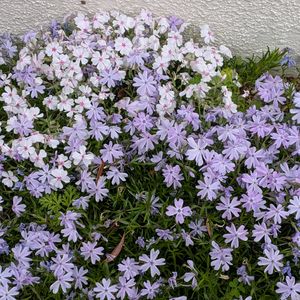 芝桜,エントランスの画像