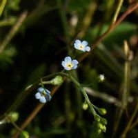 キュウリグサの画像