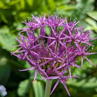 アリウム,公園散歩,歩くの大好き♡の画像