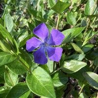 ツルニチニチソウ,ツルニチニチソウ,蔓日々草,蔓日々草,つるにちにちそうの画像