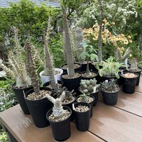 パキポディウム,コーデックス達,ユーフォルビア,植え替え,コーデックスの画像