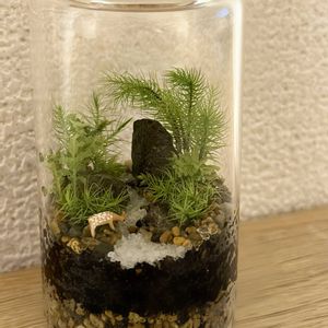 苔(コケ),苔のテラリウム,苔テラリウム,苔 (コケ),ゆるっと苔愛好会の画像