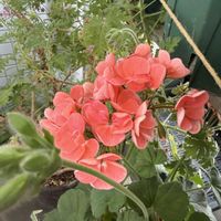 ゼラニウム,ゼラニウム,センテッドゼラニウム,センテッドゼラニウム,ベランダガーデニングの画像