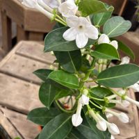 マダガスカルジャスミンの画像