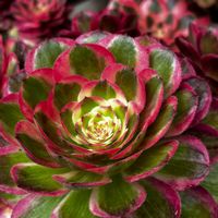 アエオニウム,バラと夢CLUB,soraの庭の画像