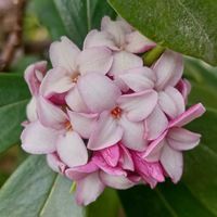 ジンチョウゲの画像