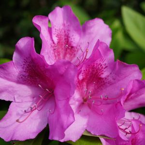 ツツジ,ツツジ,公園,自生,庭園の画像