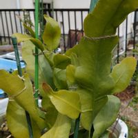 サボテン,月下美人,メダカ,小さな庭の画像