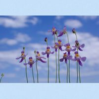 チューリップ,チューリップ,プルモナリア,ミミカキグサ・クリオネ,西洋オキナグサの画像