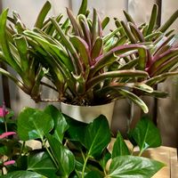 ネオレゲリア・ファイヤーボール,観葉植物,ネオレゲリア,インテリアグリーン,観葉植物のある暮らしの画像