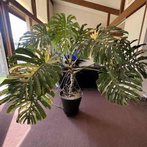 モンステラ,モンステラ デリシオーサ,斑入りモンステラ,モンステラ　タイコンステレーション,植え替えの画像