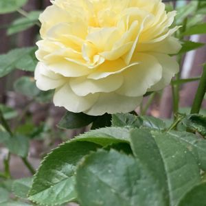 バラ,薔薇,ばら,バラ（薔薇）,バラ、薔薇、ばらの画像